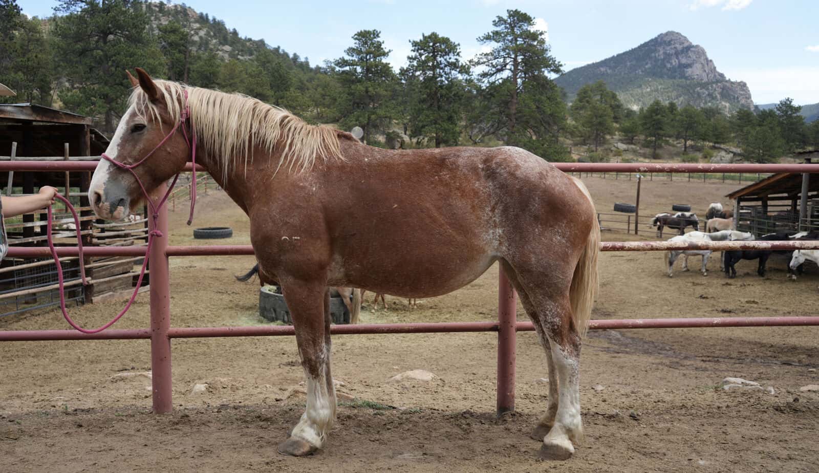 They ALL Sell!! ON PREMISE & ONLINE October 24-25-26 Billings Livestock Horse Sales