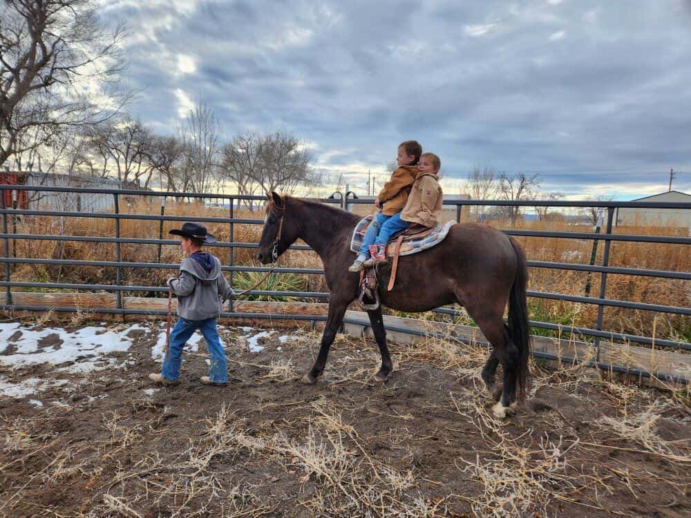 REDUCED! 13.1 hand Kid Safe Gelding