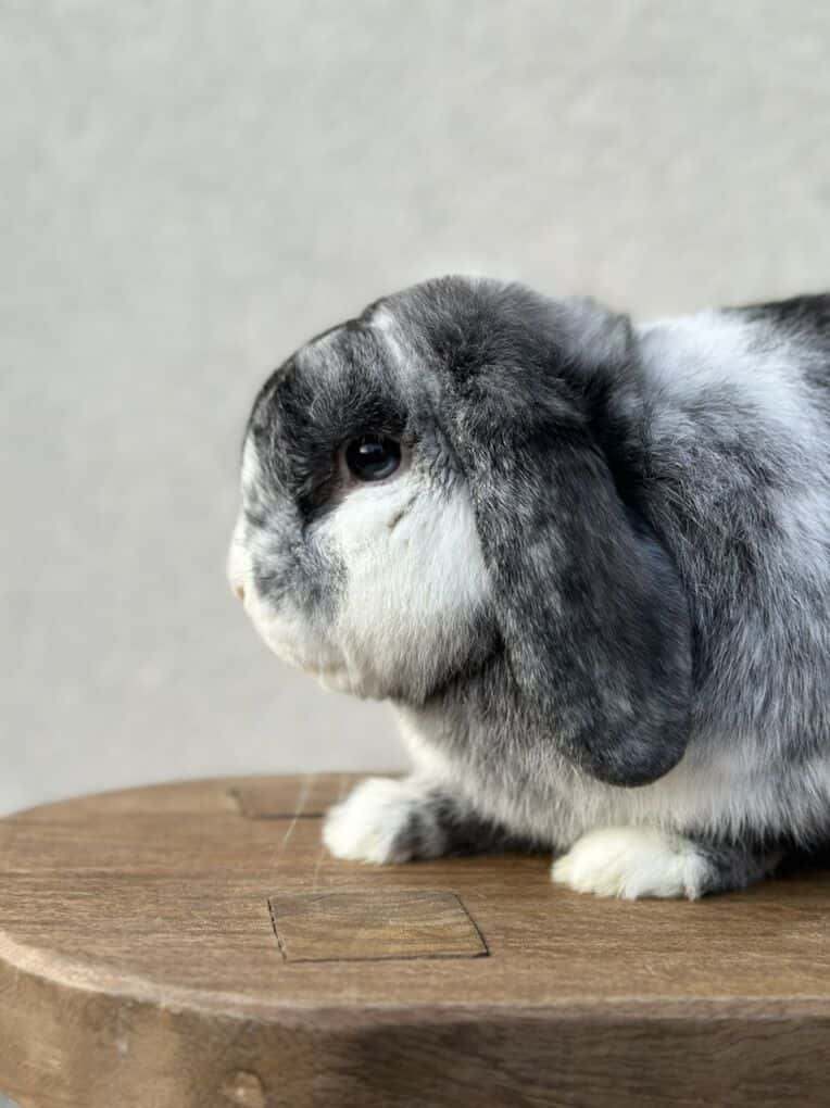 Black magpie Holland Lop Male W/ Marbled Eyes