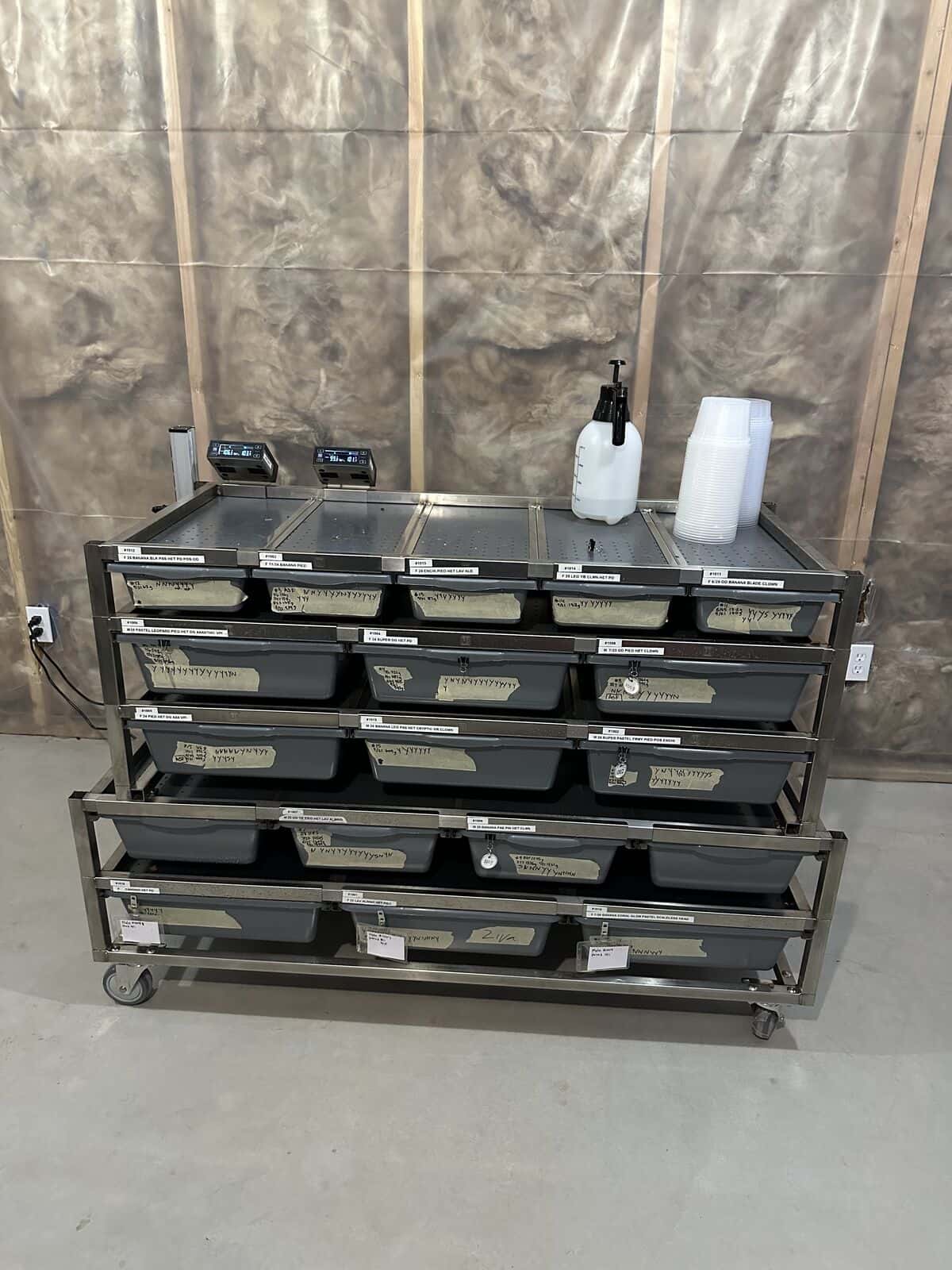 10 Female and 6 Male Ball pythons with rack