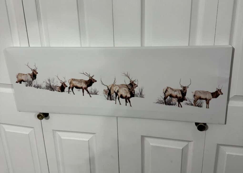 Panoramic Elk Canvas Print 12x36