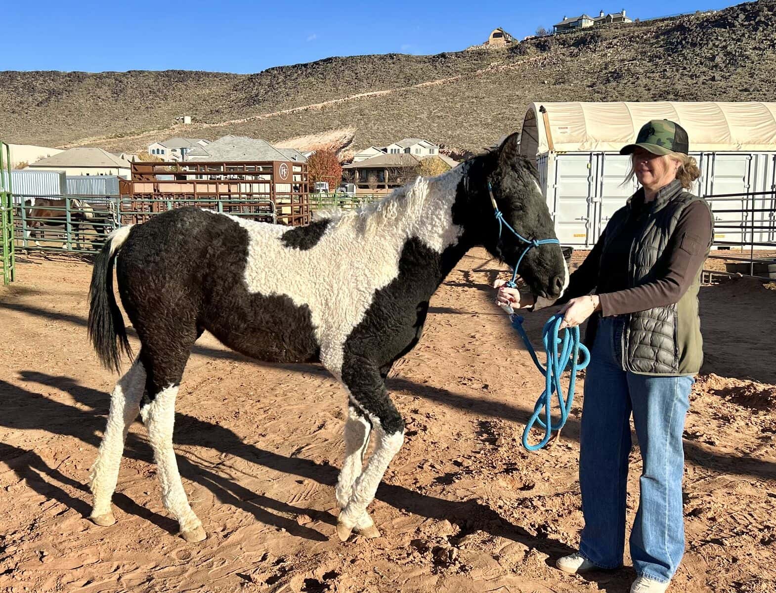 Hypoallergenic Curly Missouri Fox Trotter